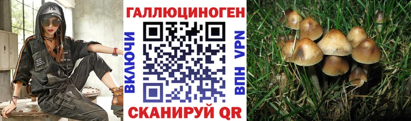 Псилоцибиновые грибы Cubensis  купить  цена  дарк нет формула  Благовещенск 